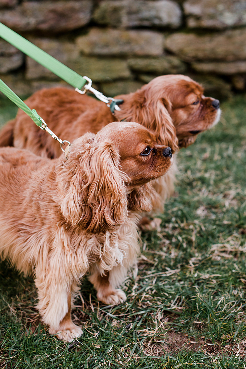 Prince & Daisy
